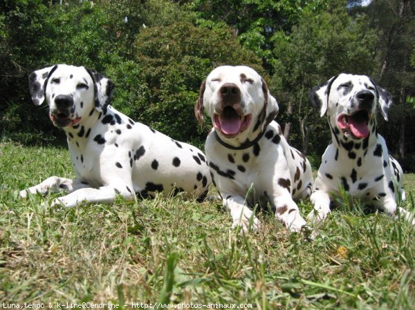 Photo de Dalmatien