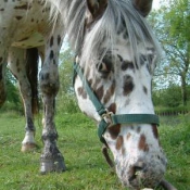 Photo d'Appaloosa