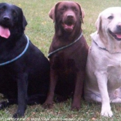 Photo de Labrador retriever