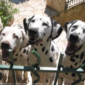 Photo de Dalmatien