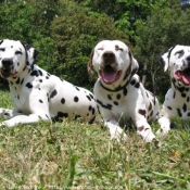 Photo de Dalmatien