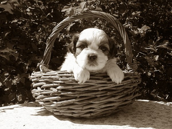 Photo de Shih tzu