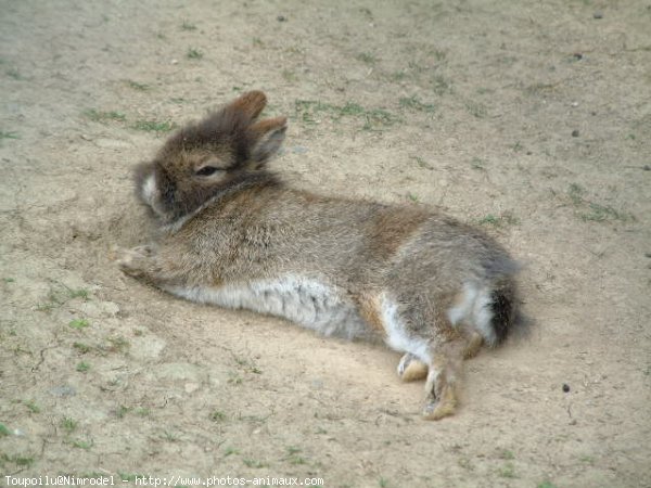 Photo de Lapin