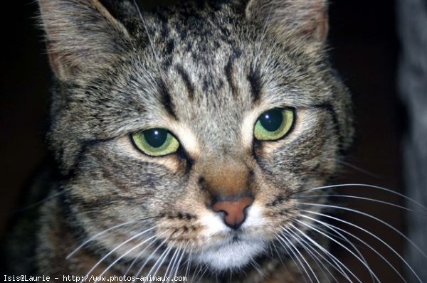 Photo de Chat domestique