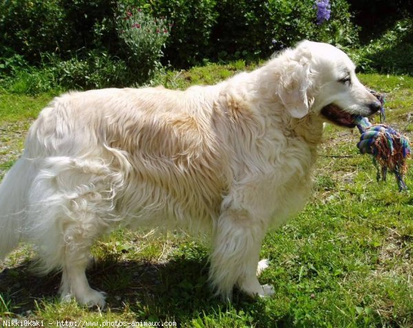 Photo de Golden retriever