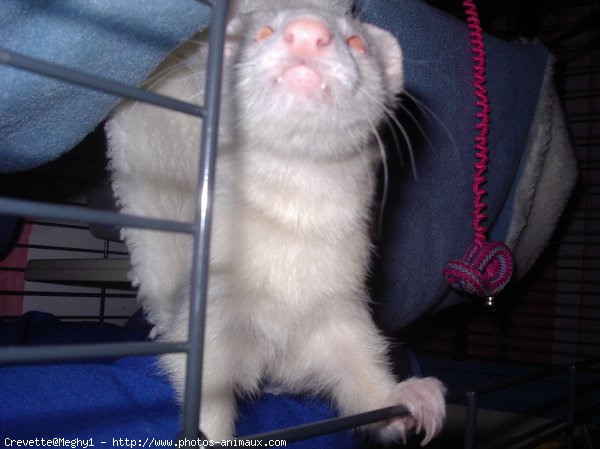 Photo de Furet