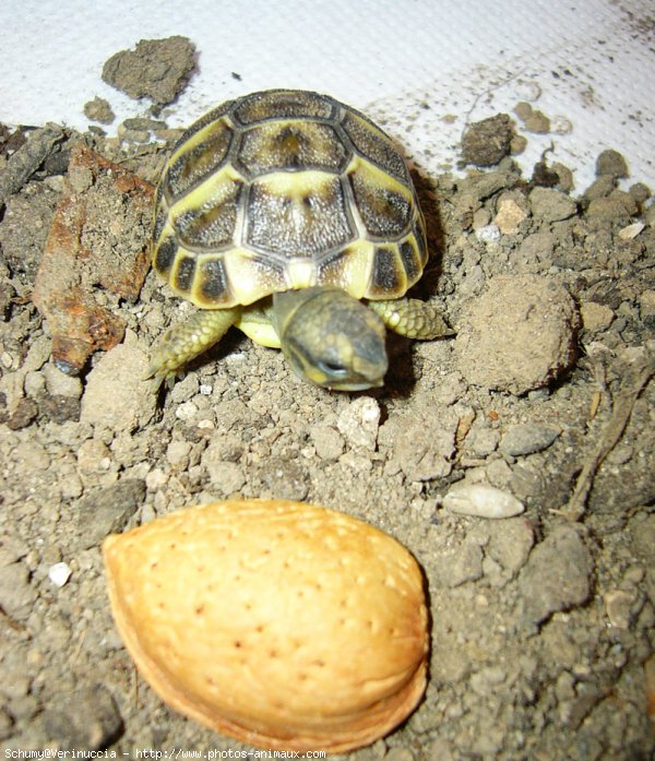 Photo de Tortue