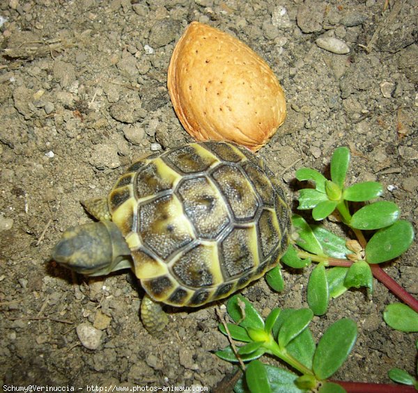 Photo de Tortue