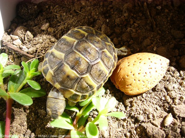 Photo de Tortue