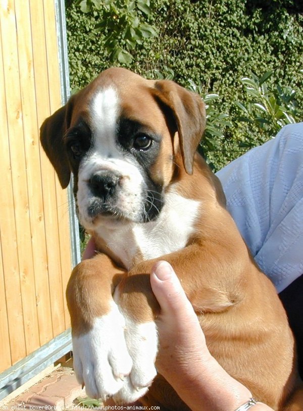 Photo de Boxer