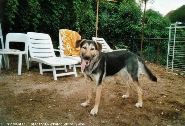 Photo de Berger allemand  poil court