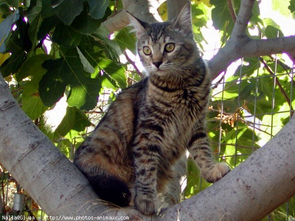 Photo de Chat domestique