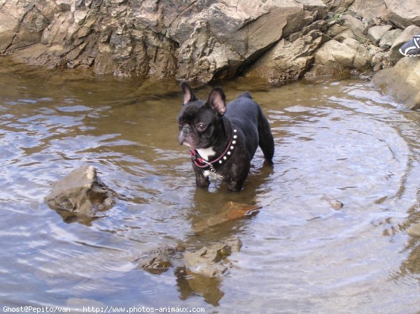 Photo de Bouledogue franais