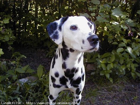 Photo de Dalmatien