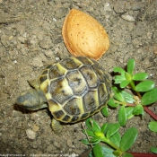 Photo de Tortue