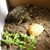 Photo de Tortue