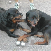 Photo de Rottweiler