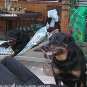 Photo de Rottweiler