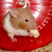 Photo de Hamster