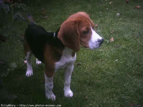 Photo de Beagle