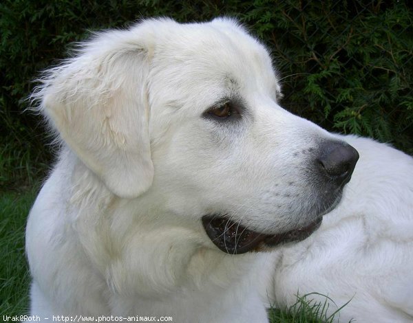 Photo de Chien de berger des tatras