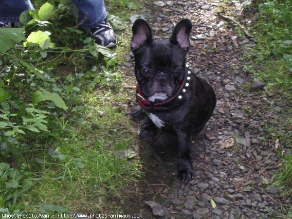 Photo de Bouledogue franais