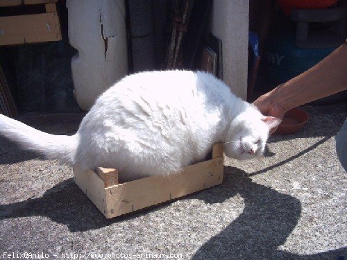 Photo de British shorthair