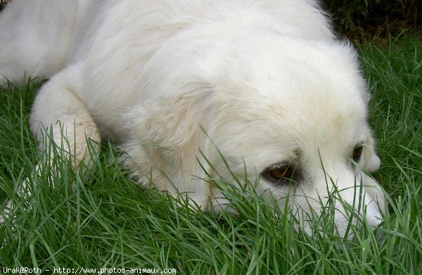 Photo de Chien de berger des tatras