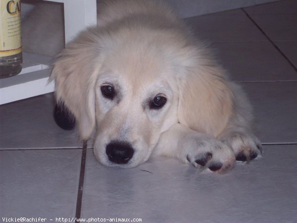 Photo de Golden retriever