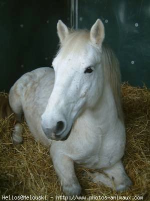 Photo de Camargue