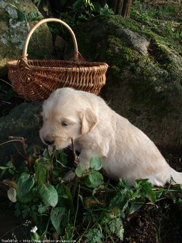 Photo de Golden retriever