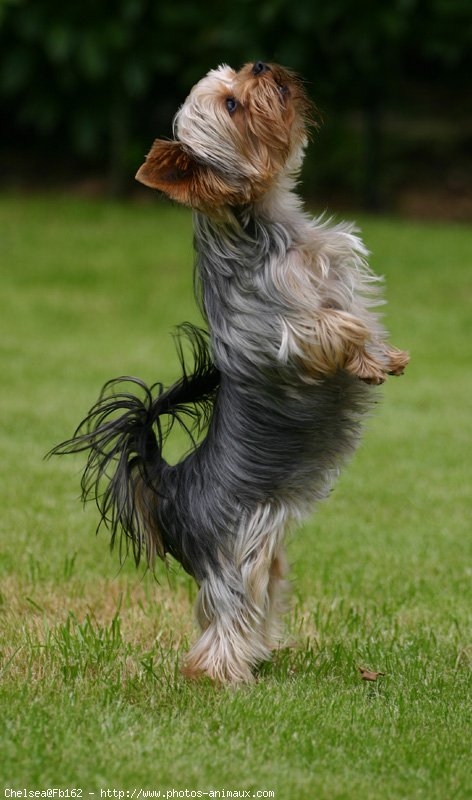 Photo de Yorkshire terrier