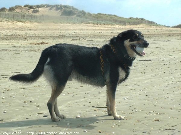 Photo de Croisement