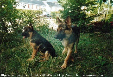 Photo de Berger allemand  poil court