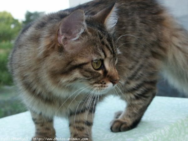 Photo d'American curl poil long