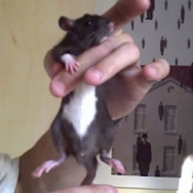 Photo de Rat