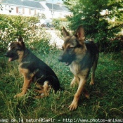 Photo de Berger allemand  poil court