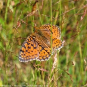 Photo de Papillon