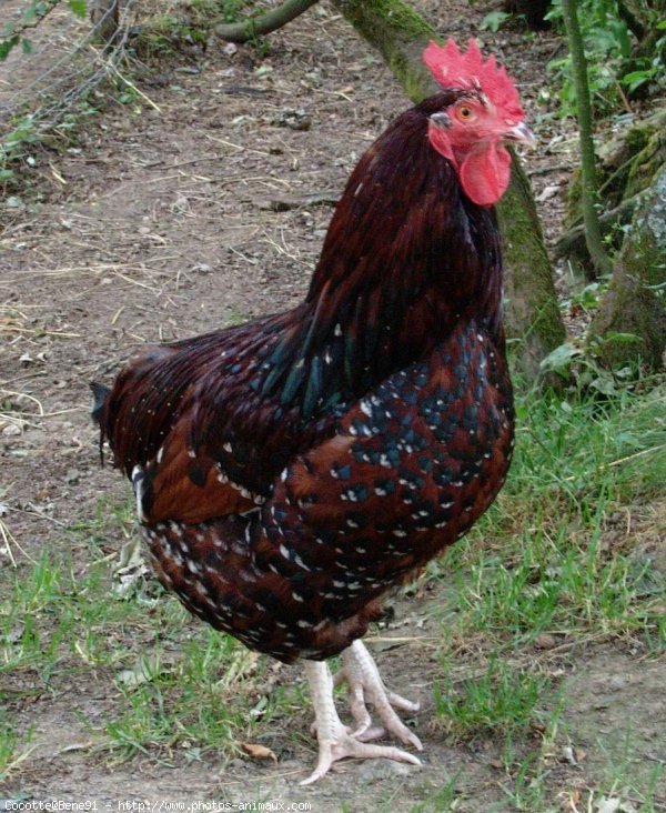 Photo de Poule