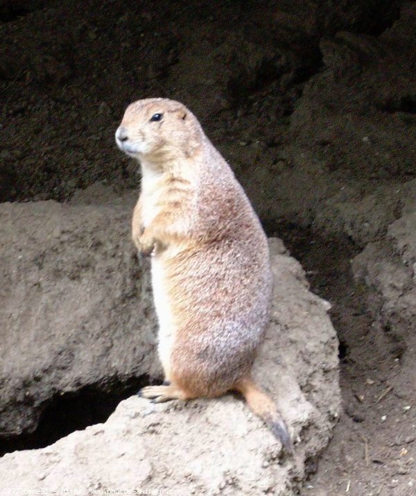 Photo de Chien de prairie