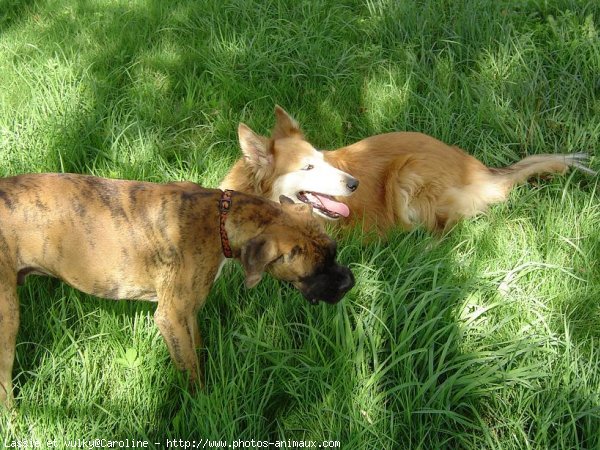 Photo de Races diffrentes