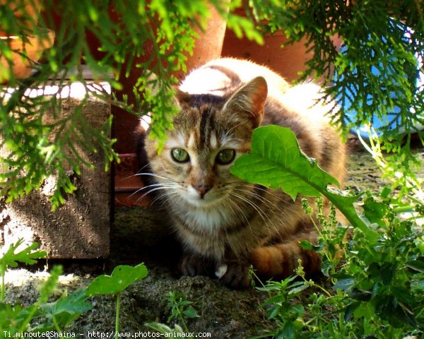 Photo de Chat domestique