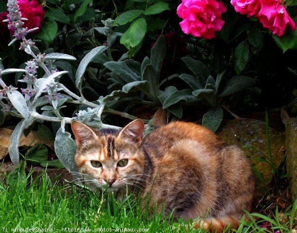 Photo de Chat domestique