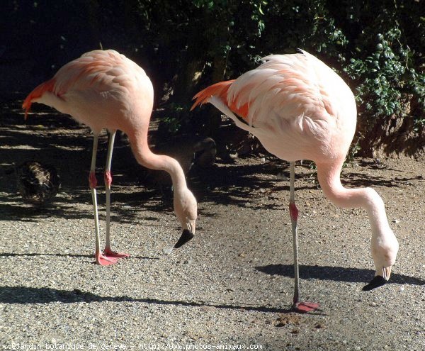 Photo de Flamand rose