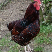 Photo de Poule