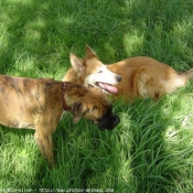 Photo de Races diffrentes