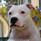 Photo de Staffordshire bull terrier