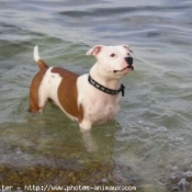 Photo de Staffordshire bull terrier