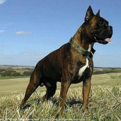 Photo de Boxer