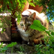 Photo de Chat domestique